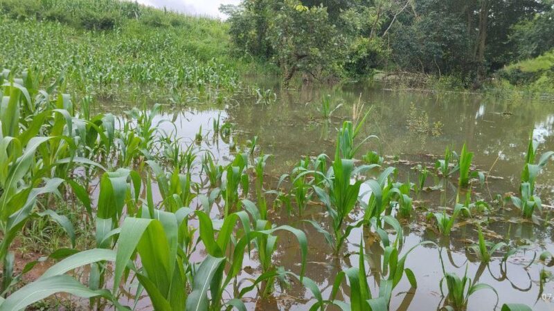 မိုးကြီးရေလျှံဖြစ်မှုကြောင့် ပြည်သူများစိုက်ပျိုးထားတဲ့ပြောင်းပင်များ ရေလွှမ်းမိုးမှုများခံနေရ