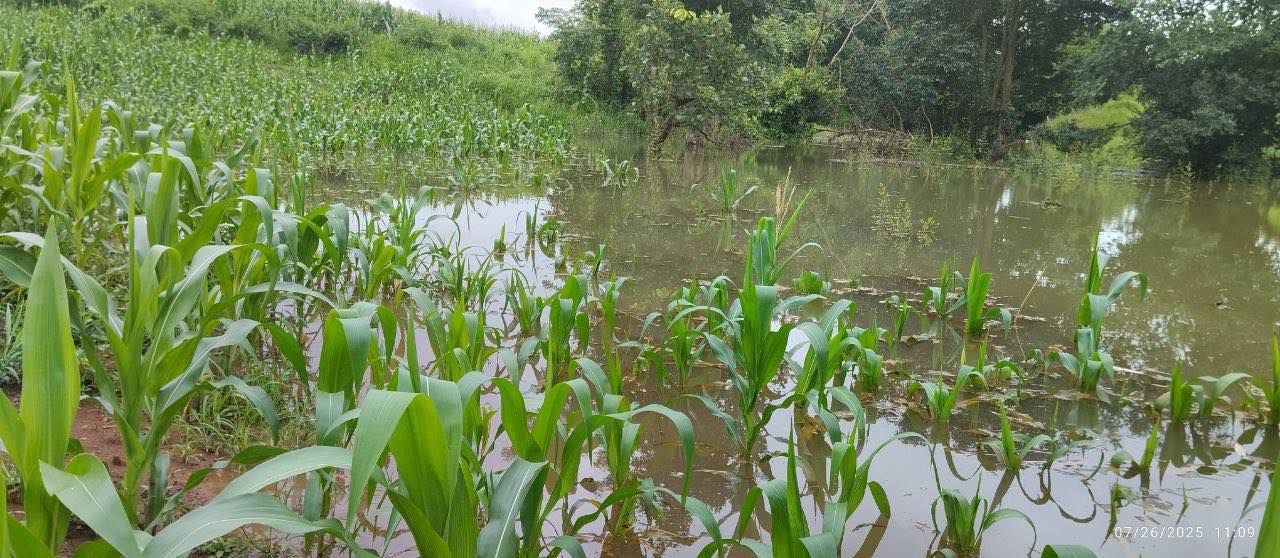 မိုးကြီးရေလျှံဖြစ်မှုကြောင့် ပြည်သူများစိုက်ပျိုးထားတဲ့ပြောင်းပင်များ ရေလွှမ်းမိုးမှုများခံနေရ