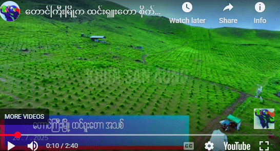 တောင်ကြီးမြို့က ထင်းရှူးတော စိုက်ခင်းအသစ်