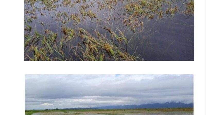 ဆီဆိုင်မြို့နယ်ရှိ သီးနှံပင်များ မိုးအဆက်မပြတ်ရွာသွန်းမှုကြောင့်ရေမြုပ်ခံရ      Heavy Rainfall Submerges Crops in Hsi Hseng Township, Farmers Face Major Losses