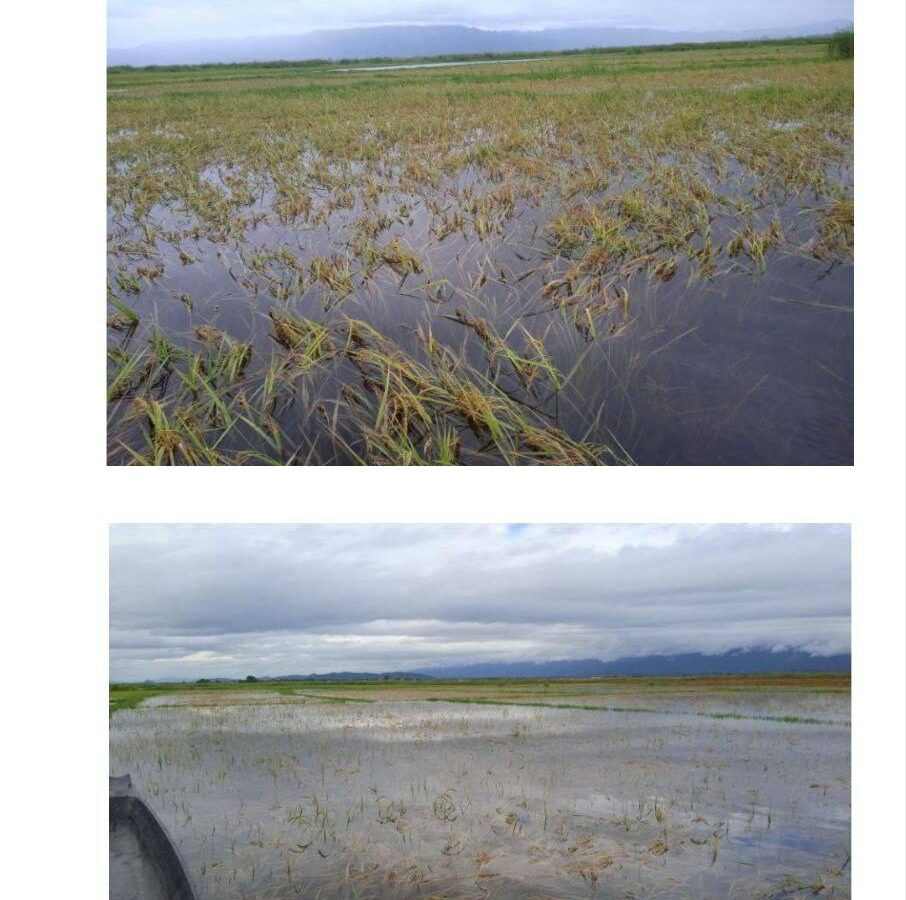 ဆီဆိုင်မြို့နယ်ရှိ သီးနှံပင်များ မိုးအဆက်မပြတ်ရွာသွန်းမှုကြောင့်ရေမြုပ်ခံရ Heavy Rainfall Submerges Crops in Hsi Hseng Township, Farmers Face Major Losses